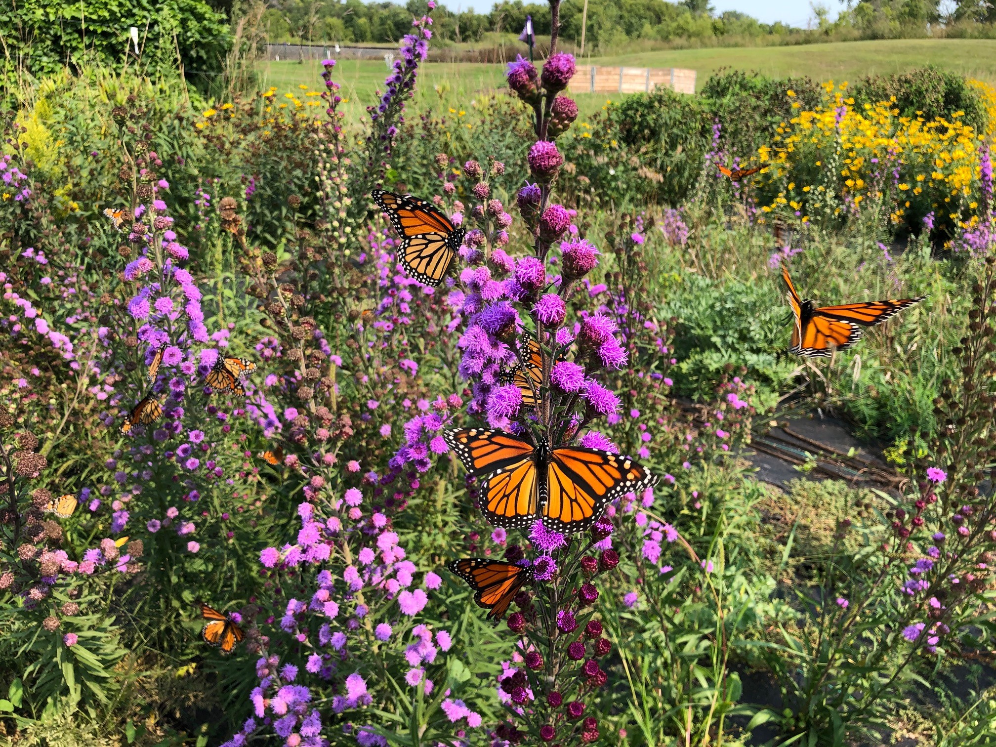2022 Plant Sale United Prairie Foundation