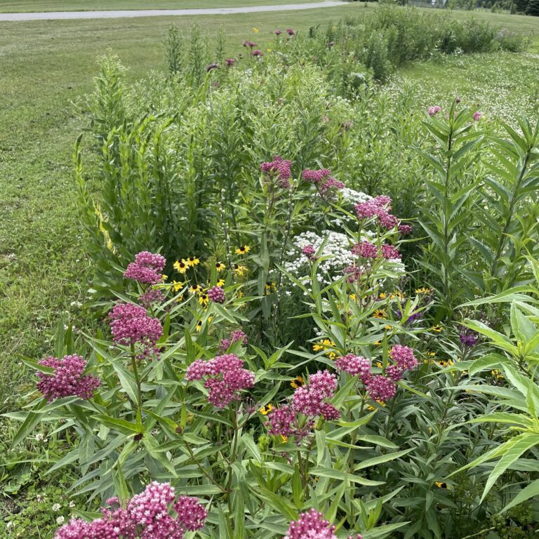 Milkweed