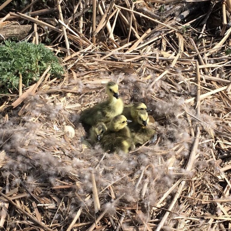 baby ducks