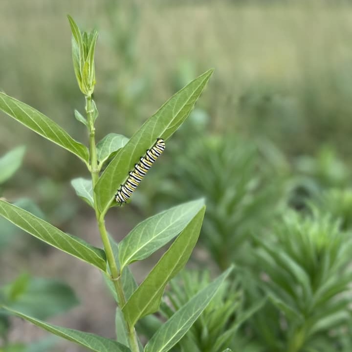 catterpillar