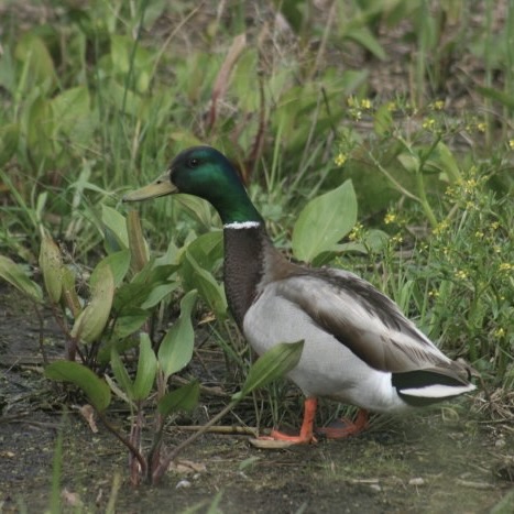 mallard