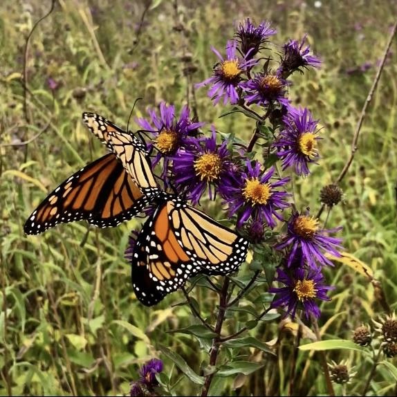 monarchs